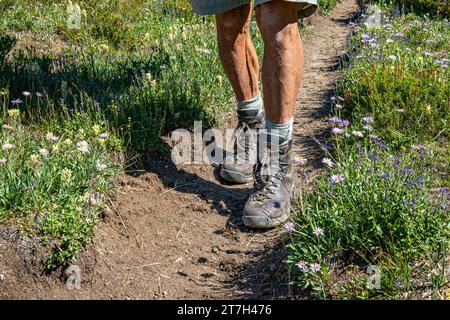 OR02753-00...OREGON - escursionista lungo il sentiero attraverso prati ricoperti di fiori tra i laghi Swamp e Steamboat; Eagle Cap Wilderness. Foto Stock