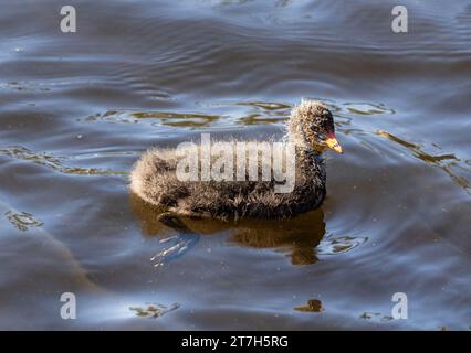 Dusky Moorhen Chick Swimming in Local Pond Foto Stock