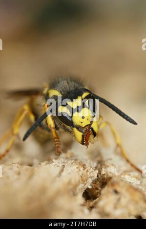 Primo piano frontale naturale su una vespa tedesca con camicia di giallo, Vespula germanica Foto Stock