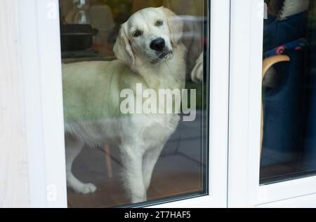 Cane Golden retriever che guarda attraverso la porta della finestra Foto Stock