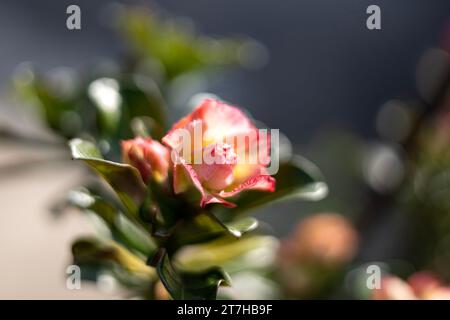 I fiori di adenio hanno 3 colori mescolati insieme: Giallo, rosa, bianco. I fiori sono multistrato. Fiori di adenio in fiore, fiori esotici con multi l Foto Stock