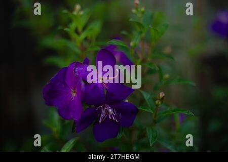 La Tibouchina è un genere di piante da fiore della famiglia delle Melastomataceae. Una specie popolare all'interno di questo genere è la Tibouchina urvilleana, comunemente Foto Stock