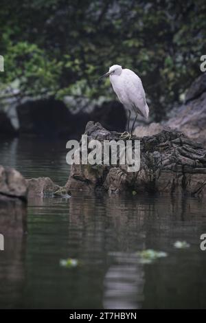 White Little Egret, Egretta garzetta latina, uccello seduto sulla roccia lungo il lago nella Valle degli uccelli di Thung Nham a Ninh Binh, Vietnam Foto Stock