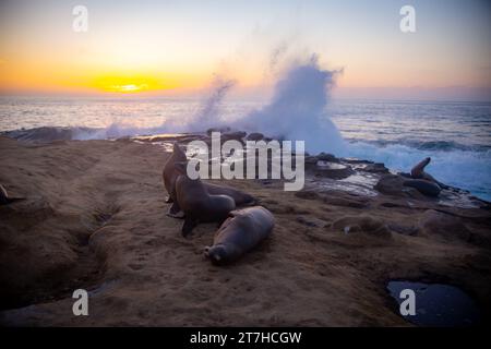 Leoni marini che riposano sulle rocce con le onde che si infrangono Foto Stock