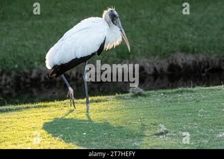 Cicogna (Mycteria americana) su un campo da golf al tramonto a Ponte Vedra Beach, Florida. (USA) Foto Stock