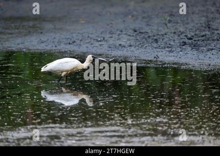 Un singolo Royal Spoonbill con un pesce catturato di recente nel suo becco continua ad ammorbidire il pesce tra un tentativo di ingoiare il pesce. Foto Stock