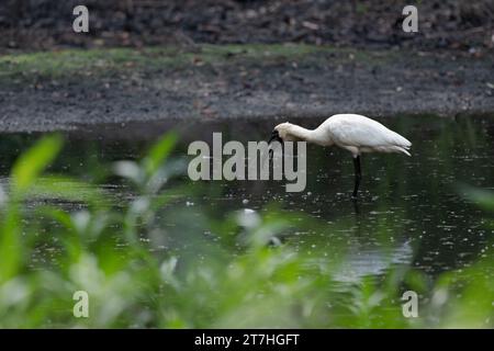 Un singolo Royal Spoonbill con un pesce catturato di recente nel suo becco continua ad ammorbidire il pesce tra un tentativo di ingoiare il pesce. Foto Stock