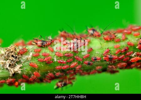 Gli afidi rossi cadono nel collo della pianta Foto Stock