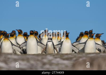 Gruppo di pinguini Re (Aptenodytes patagonicus) a piedi attraverso una colonia di pinguini Magellanici (Spheniscus magellanicus) a Volunteer Point Foto Stock