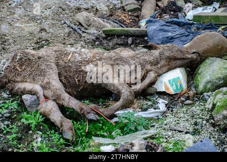 Vacche morte oggetto di pratiche di dumping su un maso Foto Stock