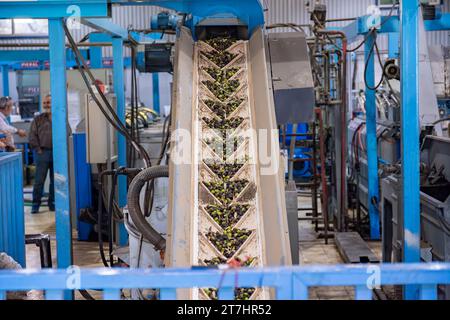 Olive fresche raccolte trasportate sul nastro trasportatore alla pressa Foto Stock