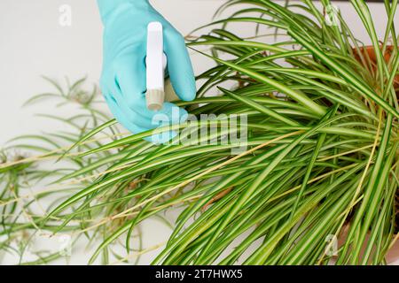 Spruzzare acqua sulle foglie di una pianta di ragno, fiorista che si prende cura di piante domestiche, giardinaggio a casa Foto Stock