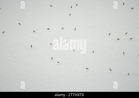 Piccoli moscerini di frutta Drosophila sp. Il Nublo Rural Park. Tejeda. Gran Canaria. Isole Canarie. Spagna. Foto Stock