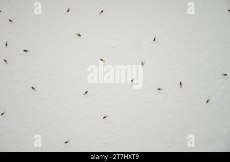 Piccoli moscerini di frutta Drosophila sp. Il Nublo Rural Park. Tejeda. Gran Canaria. Isole Canarie. Spagna. Foto Stock