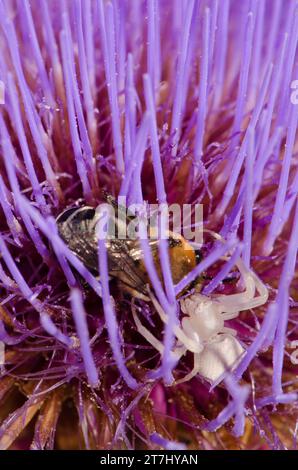 Ragno di granchio Thomisus onustus a caccia di un'ape da cacciatore a banda bianca Amegilla quadrifasciata su un fiore di Cheirolophus arbutifolius. Tejeda. Gran Canaria. Foto Stock