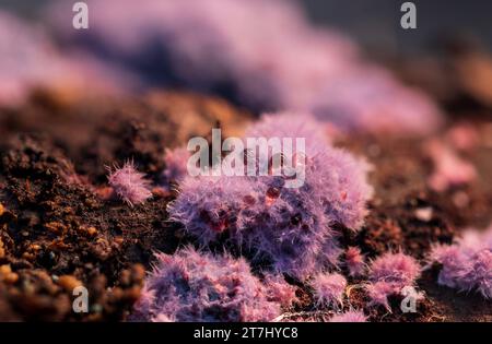 immagine ravvicinata di foresta e funghi Foto Stock