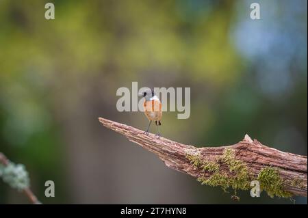 A Redstart (Phoenicurus Phoenicurus) in cerca di cibo presso la Thursley National Nature Reserve nel 2022, Thursley, Godalming, Surrey, Inghilterra, REGNO UNITO Foto Stock