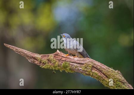 Colin the Cuckoo (Cuculus Canorus) in cerca di cibo nella riserva naturale nazionale di Thursley nel 2022, Thursley, Godalming, Surrey, Inghilterra, REGNO UNITO Foto Stock