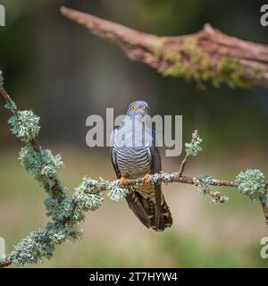 Colin the Cuckoo (Cuculus Canorus) in cerca di cibo nella riserva naturale nazionale di Thursley nel 2022, Thursley, Godalming, Surrey, Inghilterra, REGNO UNITO Foto Stock