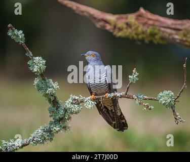 Colin the Cuckoo (Cuculus Canorus) in cerca di cibo nella riserva naturale nazionale di Thursley nel 2022, Thursley, Godalming, Surrey, Inghilterra, REGNO UNITO Foto Stock