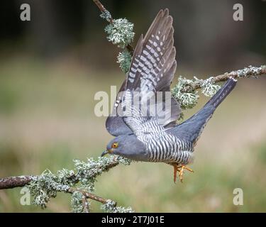 Colin the Cuckoo (Cuculus Canorus) in cerca di cibo nella riserva naturale nazionale di Thursley nel 2022, Thursley, Godalming, Surrey, Inghilterra, REGNO UNITO Foto Stock