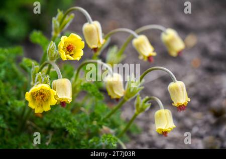 Fiori del pasqueflower alpino giallo zolfo. Primo piano dell'impianto in fiore. Pulsatilla alpina. Foto Stock