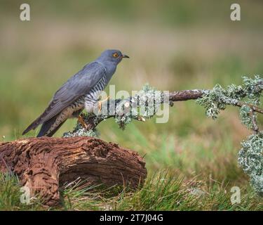 Colin the Cuckoo (Cuculus Canorus) in cerca di cibo nella riserva naturale nazionale di Thursley nel 2022, Thursley, Godalming, Surrey, Inghilterra, REGNO UNITO Foto Stock