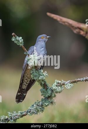 Colin the Cuckoo (Cuculus Canorus) in cerca di cibo nella riserva naturale nazionale di Thursley nel 2022, Thursley, Godalming, Surrey, Inghilterra, REGNO UNITO Foto Stock