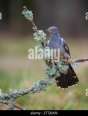 Colin the Cuckoo (Cuculus Canorus) in cerca di cibo nella riserva naturale nazionale di Thursley nel 2022, Thursley, Godalming, Surrey, Inghilterra, REGNO UNITO Foto Stock