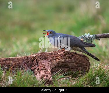 Colin the Cuckoo (Cuculus Canorus) in cerca di cibo nella riserva naturale nazionale di Thursley nel 2022, Thursley, Godalming, Surrey, Inghilterra, REGNO UNITO Foto Stock