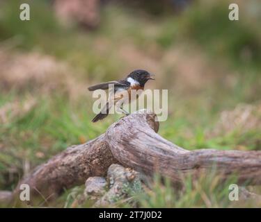 A Redstart (Phoenicurus Phoenicurus) in cerca di cibo presso la Thursley National Nature Reserve nel 2022, Thursley, Godalming, Surrey, Inghilterra, REGNO UNITO Foto Stock