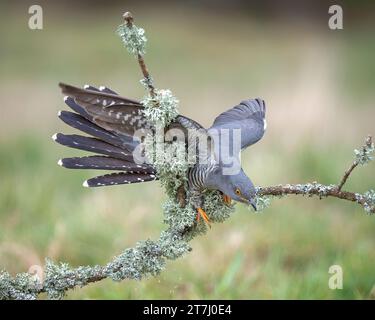 Colin the Cuckoo (Cuculus Canorus) in cerca di cibo nella riserva naturale nazionale di Thursley nel 2022, Thursley, Godalming, Surrey, Inghilterra, REGNO UNITO Foto Stock