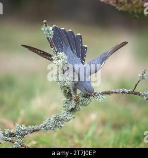 Colin the Cuckoo (Cuculus Canorus) in cerca di cibo nella riserva naturale nazionale di Thursley nel 2022, Thursley, Godalming, Surrey, Inghilterra, REGNO UNITO Foto Stock