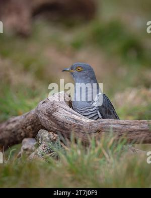 Colin the Cuckoo (Cuculus Canorus) in cerca di cibo nella riserva naturale nazionale di Thursley nel 2022, Thursley, Godalming, Surrey, Inghilterra, REGNO UNITO Foto Stock