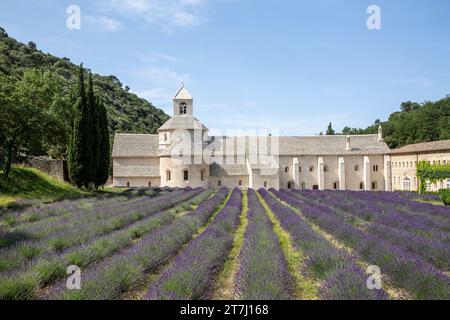 Campi di lavanda di fronte a Notre-Dame de Sénanque, un monastero dell'ordine cistercense nel comune di Gordes nel dipartimento di Vaucluse Foto Stock