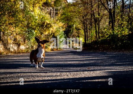 Un cane a caso catturato in una strada nel villaggio rumeno. Foto Stock