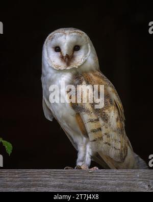 Un Barn Owl (Tyto Alba) arroccato nella finestra di un fienile al British Wildlife Centre, Lingfield, Surrey, Inghilterra, Regno Unito Foto Stock