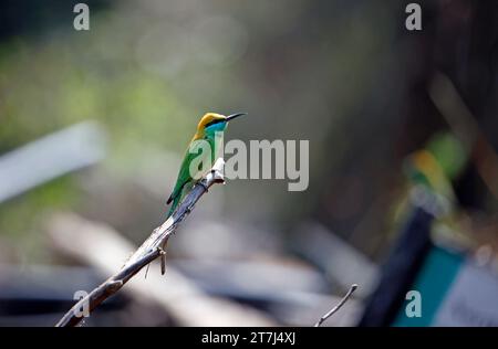 Mangiano api verdi asiatiche che cacciano insetti Foto Stock