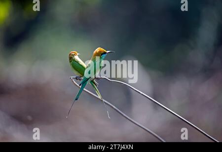 Mangiano api verdi asiatiche che cacciano insetti Foto Stock