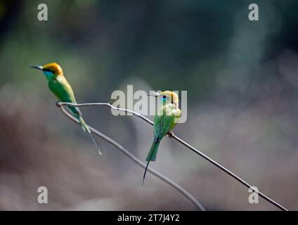 Mangiano api verdi asiatiche che cacciano insetti Foto Stock
