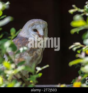 Un Barn Owl (Tyto Alba) arroccato nella finestra di un fienile al British Wildlife Centre, Lingfield, Surrey, Inghilterra, Regno Unito Foto Stock