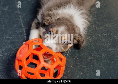 Border Collie Puppy che gioca con la palla arancione Foto Stock