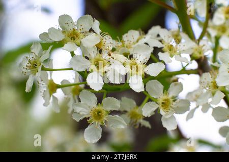 fiori bianchi di ciliegio e uccello fioriti sull'albero in primavera Foto Stock