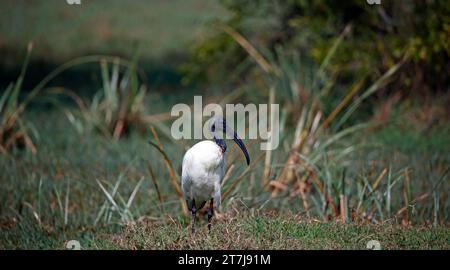 Ibis Black Head nelle zone umide dell'India Foto Stock