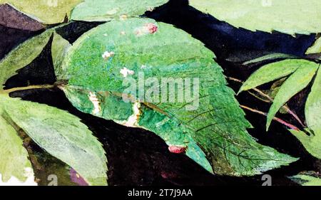 White Birch Leaf Edge Caterpillar, studio per la colorazione nascosta dei libri nel Regno degli animali in alta risoluzione di Abbott Handerson Thayer Foto Stock