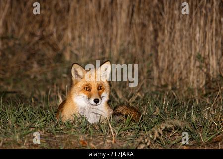 fox giace nell'erba al crepuscolo Foto Stock