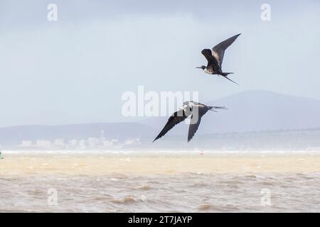 Due uccelli Frigate che combattono per una preda di pesci che volano sullo sfondo del cielo a Baja California Sur Messico Foto Stock