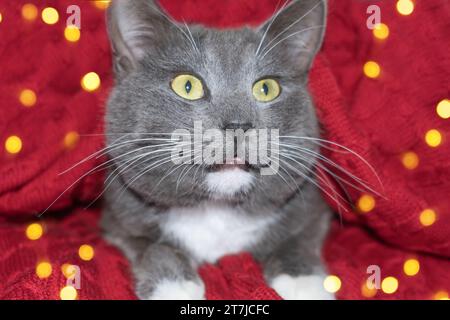 Cat. Natale Il piccolo gattino grigio è in maglia a quadri, le luci di Natale bokeh. Decorazioni natalizie. Kitty si prepara alla celebrazione. Divertente animale domestico contro R. Foto Stock
