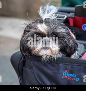 Simpatico cane piccolo con grandi occhi nel cestino di uno scooter mobile. Foto Stock