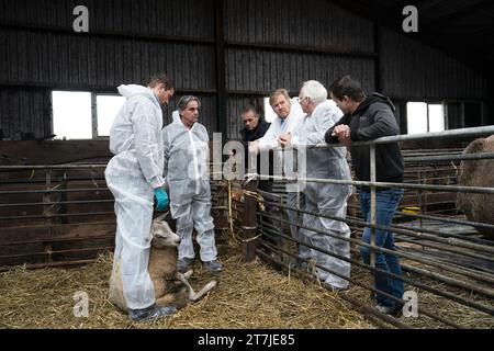 STOLWIJK - Re Willem-Alexander, insieme al Ministro uscente Piet Adema (Agricoltura, natura e qualità alimentare), visita un allevatore colpito dal virus della febbre catarrale degli ovini. Le aziende sono infettate dal virus della febbre catarrale degli ovini ogni giorno. ANP JEROEN JUMELET netherlands Out - belgium Out Foto Stock